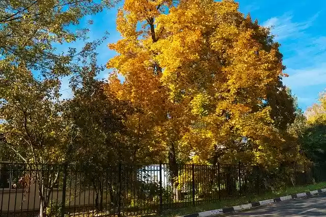 Muat turun percuma Autumn Maple Foliage - foto atau gambar percuma untuk diedit dengan editor imej dalam talian GIMP