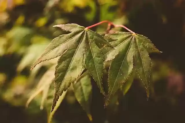 Free download autumn maple tree leaves nature free picture to be edited with GIMP free online image editor