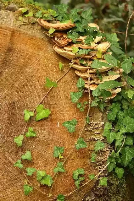 Free download Autumn Mushroom Ivy Tree -  free photo or picture to be edited with GIMP online image editor