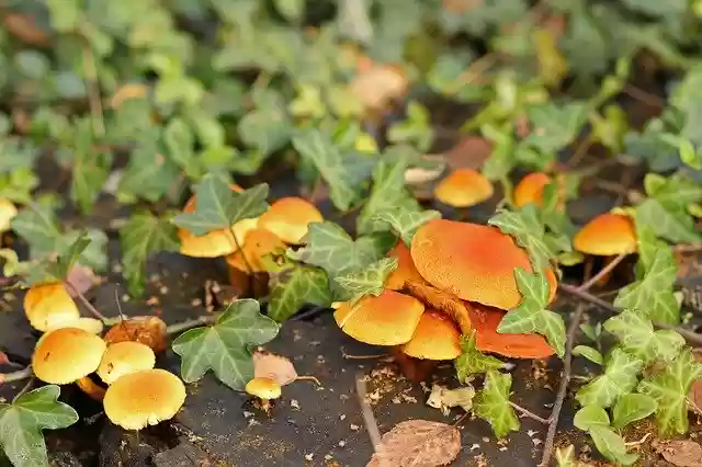 Free download Autumn Mushrooms Brown -  free photo or picture to be edited with GIMP online image editor