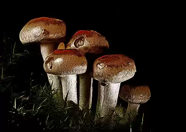Free download Autumn Mushrooms Sponge Close -  free illustration to be edited with GIMP free online image editor