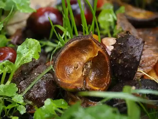 Free download Autumn Nature Chestnut -  free photo or picture to be edited with GIMP online image editor