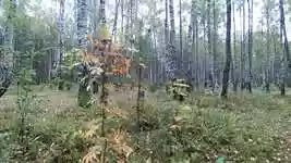 Free download Autumn Nature Landscape -  free video to be edited with OpenShot online video editor