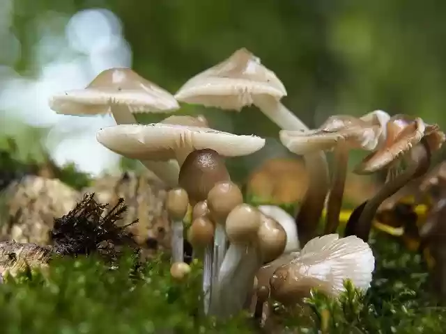 Free download Autumn Nature Mushrooms Forest -  free photo or picture to be edited with GIMP online image editor