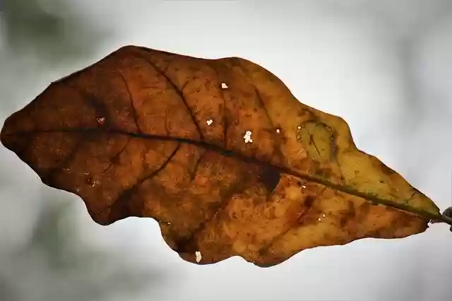 Free download Autumn Oak Leaf Lived -  free free photo or picture to be edited with GIMP online image editor
