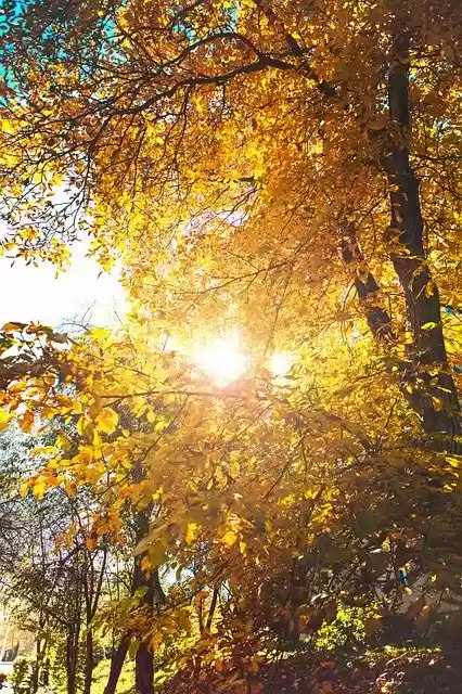 Free download Autumn Orange Leaves -  free photo or picture to be edited with GIMP online image editor