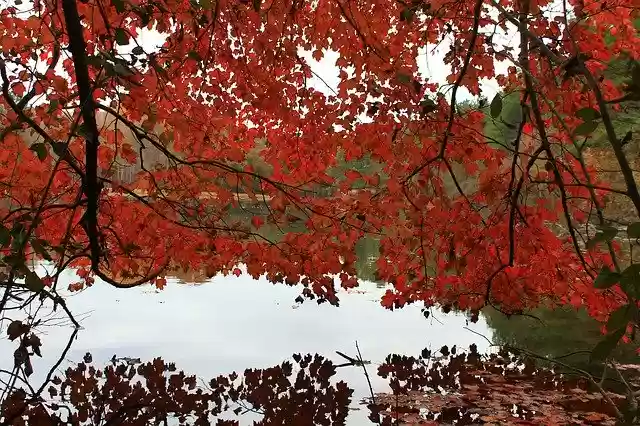 Free download Autumn Red Trees -  free free photo or picture to be edited with GIMP online image editor