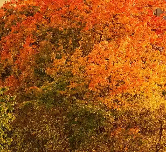 Free download Autumn Red Yellow -  free photo or picture to be edited with GIMP online image editor