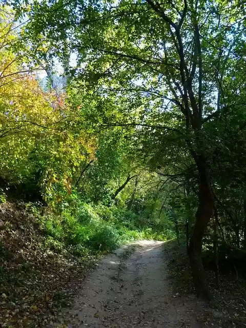 Free download Autumn Road Trail -  free photo or picture to be edited with GIMP online image editor