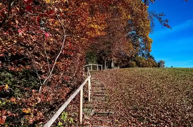 Free download Autumn Staircase Nature free photo template to be edited with GIMP online image editor