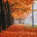 AUTUMN STREET THEME  screen for extension Chrome web store in OffiDocs Chromium