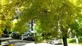 Free download Autumn Street Trees -  free video to be edited with OpenShot online video editor