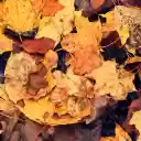 Autumn Theme  screen for extension Chrome web store in OffiDocs Chromium