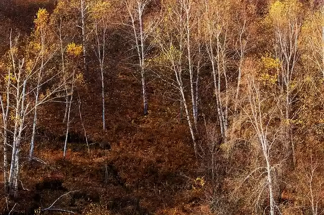 Free download Autumn The Scenery Tree -  free free photo or picture to be edited with GIMP online image editor