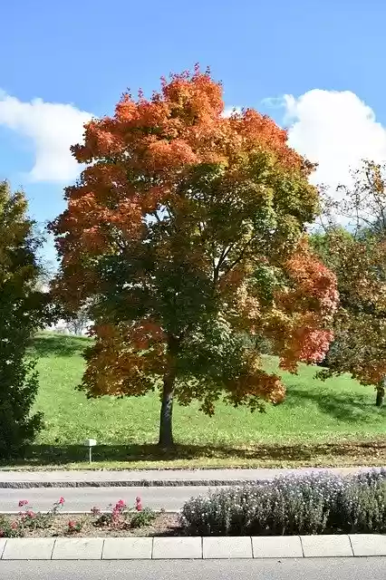 Autumn tree  screen for extension Chrome web store in OffiDocs Chromium