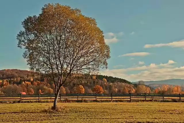 Free download autumn tree autumn nature free picture to be edited with GIMP free online image editor