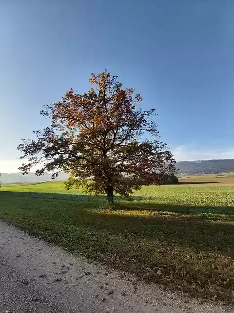 Free download Autumn Tree Landscape A Single -  free free photo or picture to be edited with GIMP online image editor