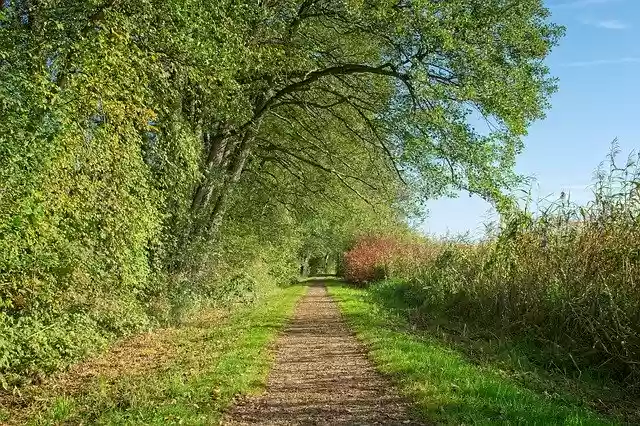 Free download Autumn Trees Away -  free photo or picture to be edited with GIMP online image editor