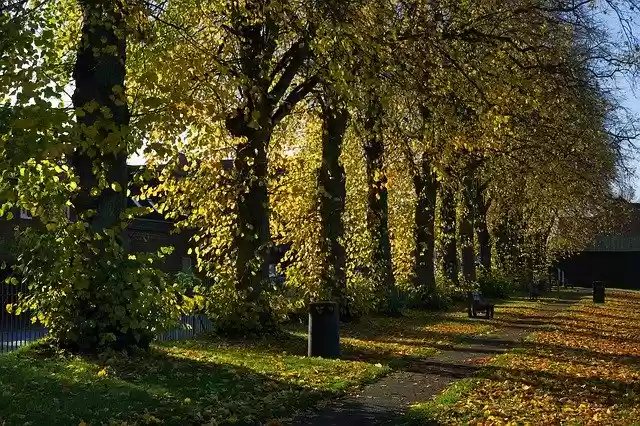 Free download Autumn Trees Golden -  free free photo or picture to be edited with GIMP online image editor