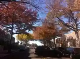Kostenloser Download Herbstbäume auf der 35th Avenue Kostenloses Foto oder Bild zur Bearbeitung mit GIMP Online-Bildbearbeitung
