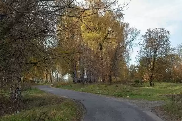 Free download Autumn Trees Road -  free free photo or picture to be edited with GIMP online image editor