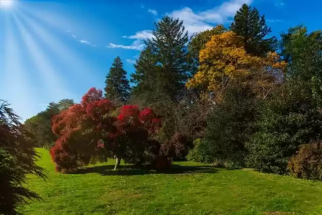 Free download Autumn Trees Vivid Colors -  free photo or picture to be edited with GIMP online image editor