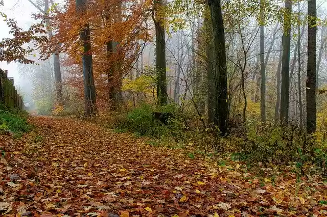 Free download Autumn Walk Forest -  free free photo or picture to be edited with GIMP online image editor