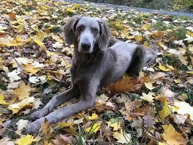 Free download Autumn Walk Weimaraner -  free photo or picture to be edited with GIMP online image editor