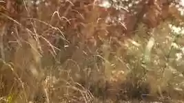 Free download Autumn Wind Grass -  free video to be edited with OpenShot online video editor