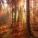 Autumn Woods Theme  screen for extension Chrome web store in OffiDocs Chromium