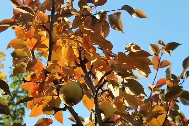 Autumn yellow leaves  screen for extension Chrome web store in OffiDocs Chromium