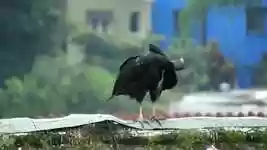 Free download Ave Gallinazo -  free video to be edited with OpenShot online video editor