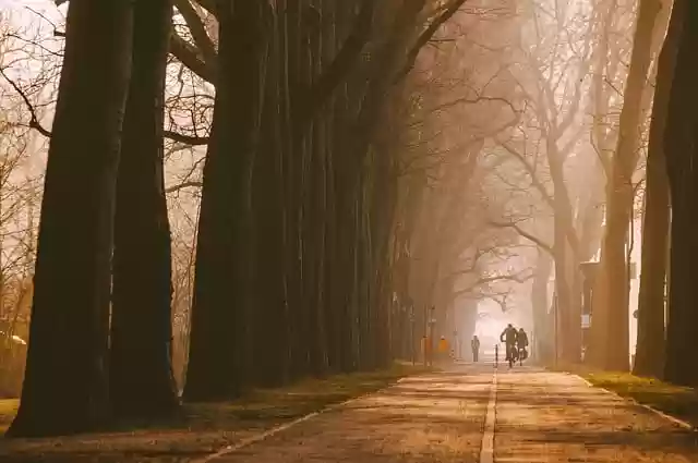 Free download avenue road trees bike path free picture to be edited with GIMP free online image editor