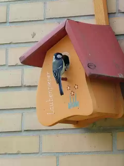 Free download Aviary Bird Feeder Tit Nesting -  free photo or picture to be edited with GIMP online image editor