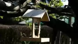 Free download Aviary House Spring Animal -  free video to be edited with OpenShot online video editor
