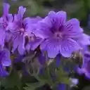 A Violet Vibrancy of Geranium  screen for extension Chrome web store in OffiDocs Chromium