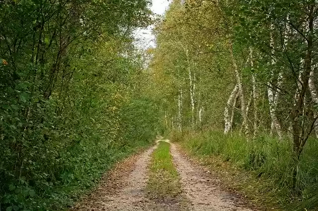 Free download Away Nature Forest -  free photo or picture to be edited with GIMP online image editor