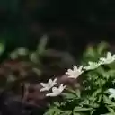 A Whispering Cluster of Anemone nemorosa  screen for extension Chrome web store in OffiDocs Chromium