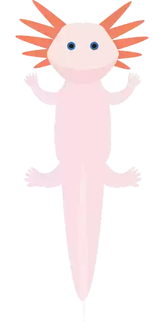 Free download Axolotl Axolote Ambystoma - Free vector graphic on Pixabay free illustration to be edited with GIMP free online image editor