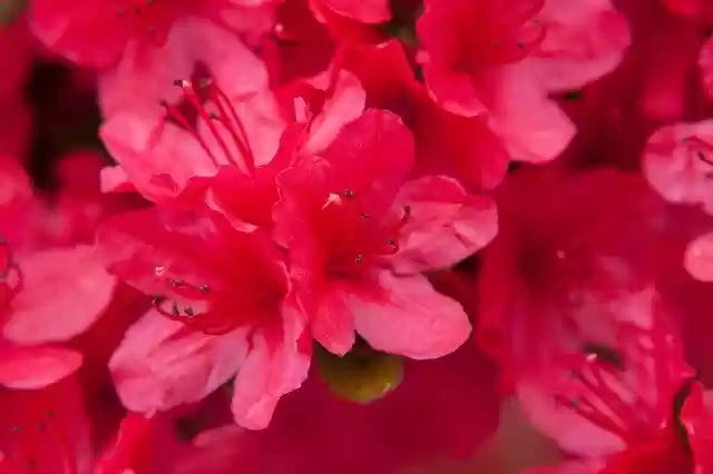 Free download Azalea Flowers Nature -  free photo or picture to be edited with GIMP online image editor