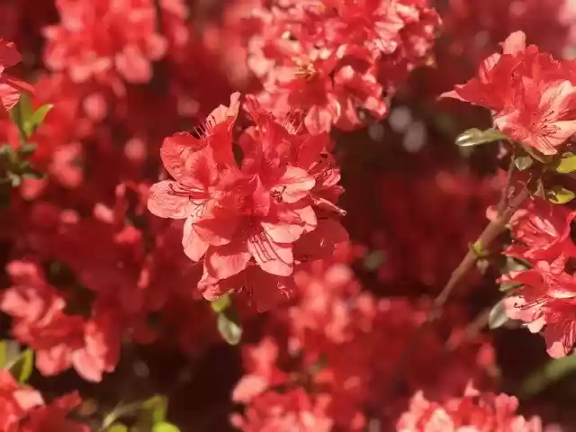 Free download Azalea Royal Red Flowers -  free photo or picture to be edited with GIMP online image editor