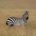A Zebra in a Grassland  screen for extension Chrome web store in OffiDocs Chromium