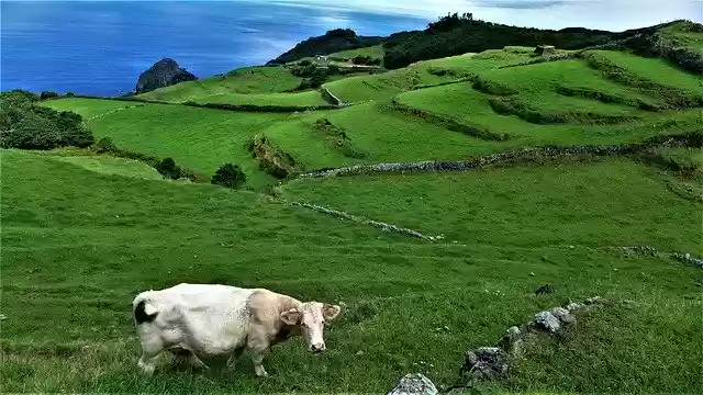 Téléchargement gratuit de la vache Açores Portugal - photo ou image gratuite à éditer avec l'éditeur d'images en ligne GIMP