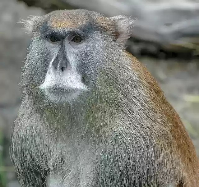 Free download Baboon Ape Animal -  free photo or picture to be edited with GIMP online image editor
