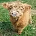 baby calf wallpaper  screen for extension Chrome web store in OffiDocs Chromium