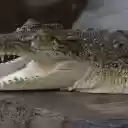 Baby crocodile  screen for extension Chrome web store in OffiDocs Chromium