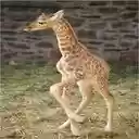 baby giraffe wallpaper  screen for extension Chrome web store in OffiDocs Chromium