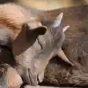 Baby goat sleeping  screen for extension Chrome web store in OffiDocs Chromium