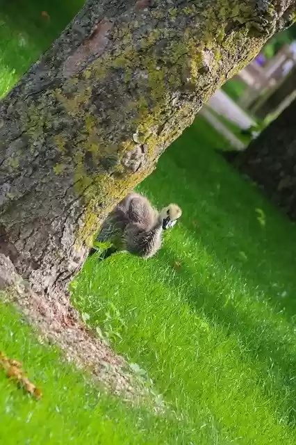 Free download Baby Goose Nature -  free photo or picture to be edited with GIMP online image editor