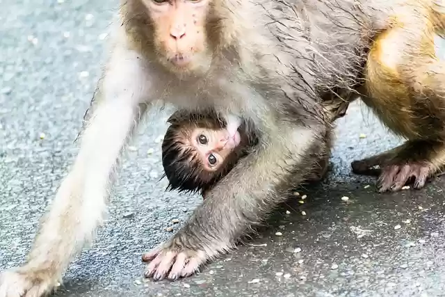 Free download baby monkey mother breastfeeding free picture to be edited with GIMP free online image editor
